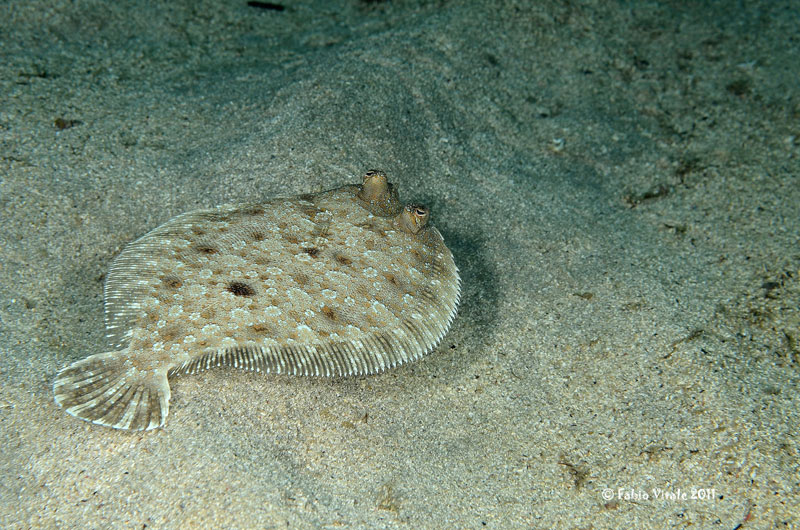 Bothus podas